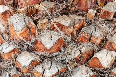 palmiye ağacı detay 