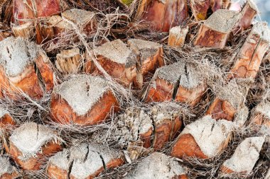 palmiye ağacı detay 