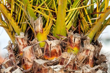 palmiye ağacı detay 