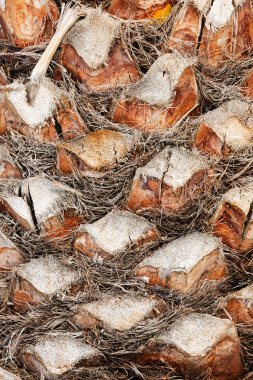 palmiye ağacı detay 