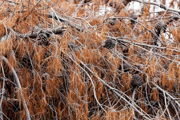 Detailní záběr staré hnědé borovice na Středozemní moře, Gre — Stock fotografie