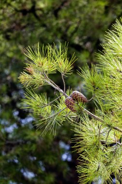 Eski bir çam ağacı yakın çekim 