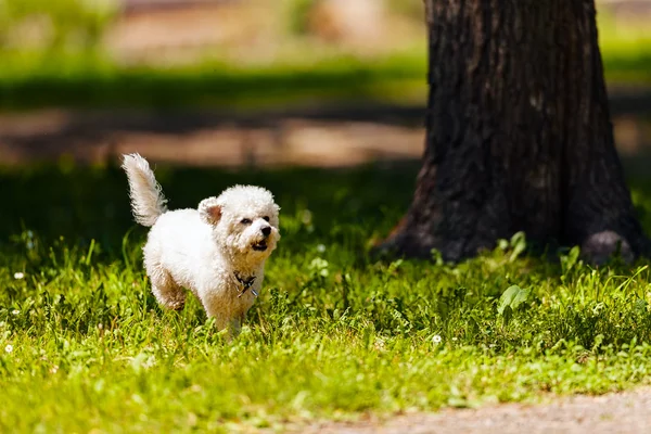 Bichon in het park — Stockfoto