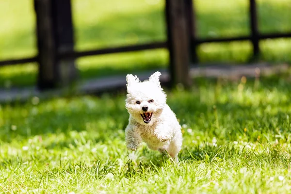 Bichon in het park — Stockfoto