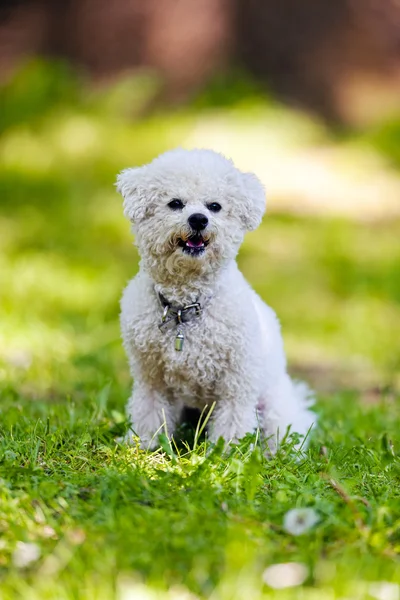 Bichon no parque — Fotografia de Stock