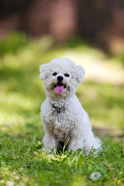 Bichon in het park — Stockfoto