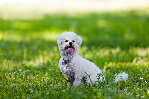 Bichon no parque — Fotografia de Stock