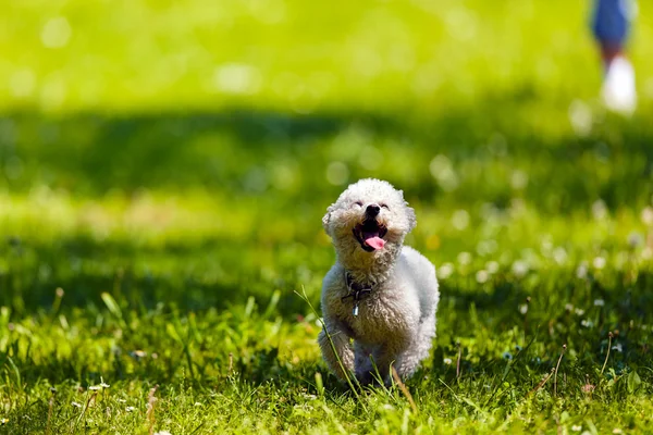 Bichon in het park — Stockfoto