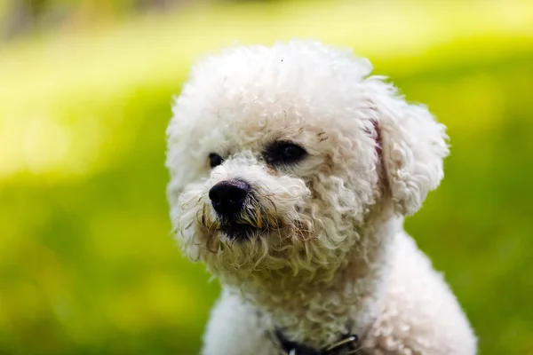 Bichon en el parque —  Fotos de Stock