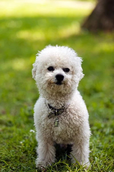 Bichon in the park — Stock Photo, Image