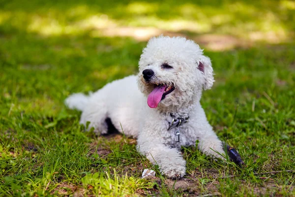 Bichon in het park — Stockfoto