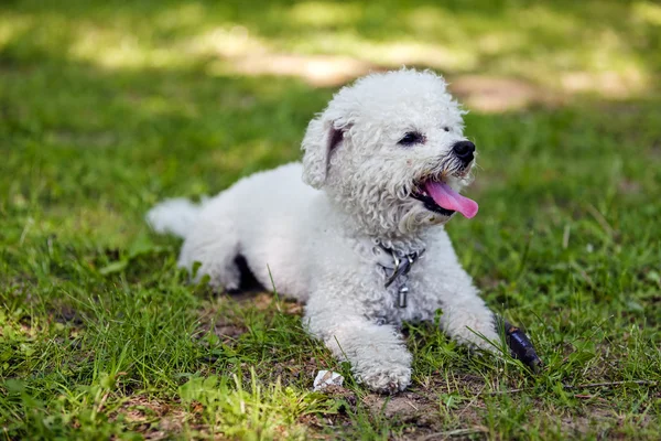 Bichon no parque — Fotografia de Stock