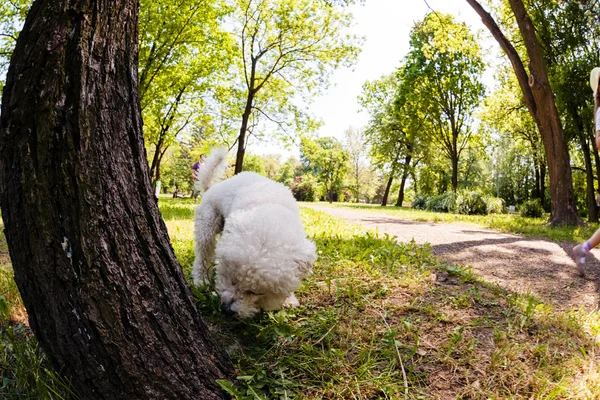 Bichon a parkban — Stock Fotó