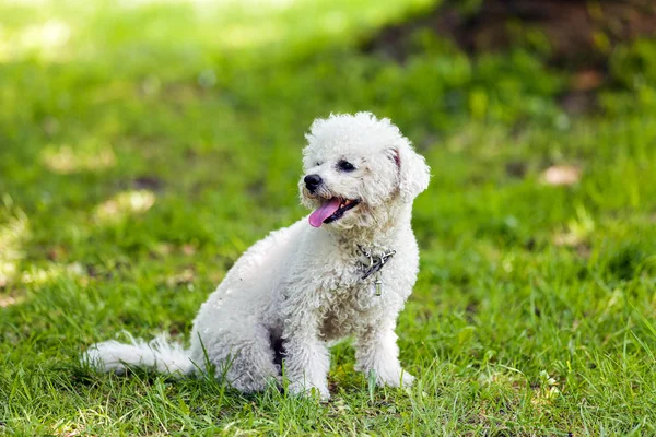 Bichon no parque — Fotografia de Stock