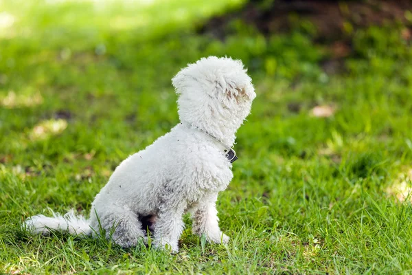 Bichon in het park — Stockfoto