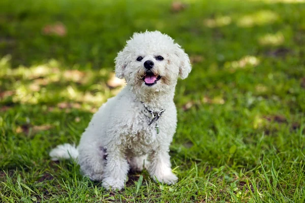 Bichon im Park — Stockfoto