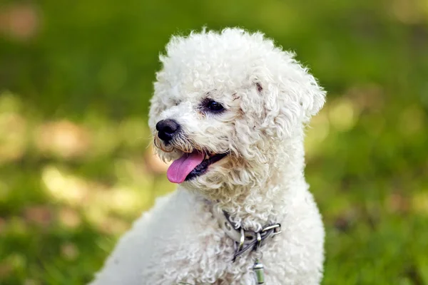 Bichon no parque — Fotografia de Stock