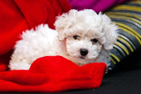 Bichon frise cachorro — Fotografia de Stock