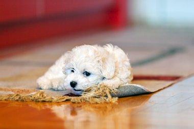 Bichon frise köpek yavrusu