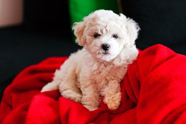 Bichon frise köpek yavrusu