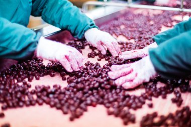 Vişne içinde işleme makineleri