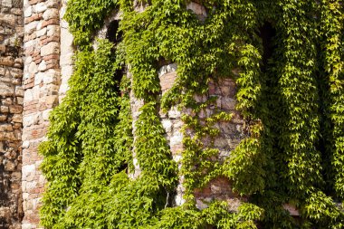 bir duvarda yeşil yaprakları