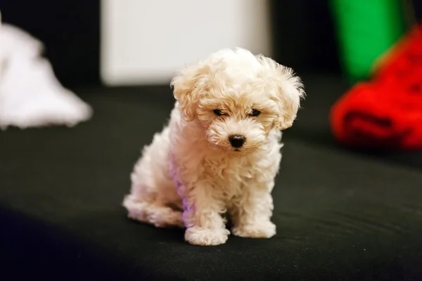 Bichon frise cachorro — Fotografia de Stock