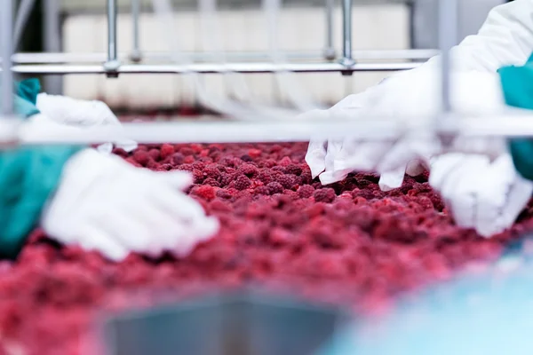 Frozen raspberry processing business — Stock Photo, Image