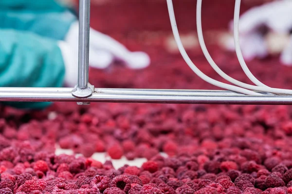 Frozen raspberry processing business — Stock Photo, Image