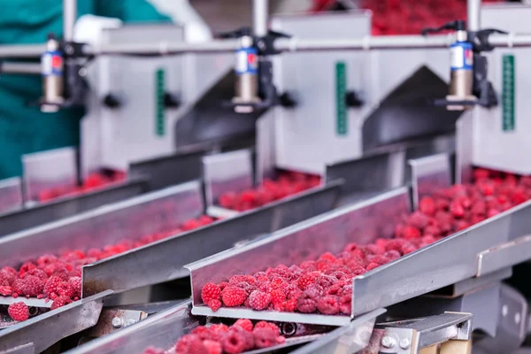 Negócios congelados de processamento de framboesa — Fotografia de Stock