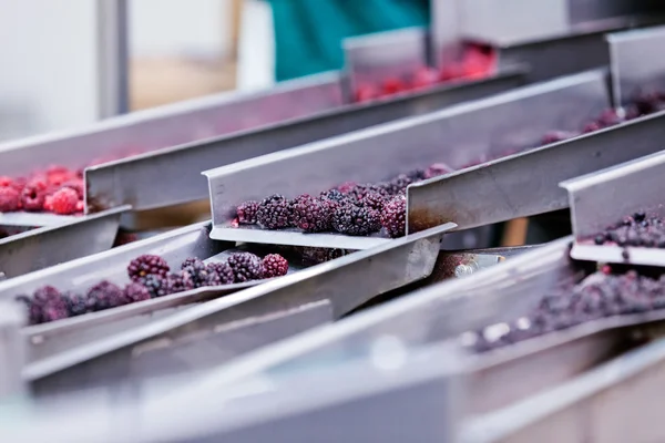 Negócios congelados de processamento de framboesa — Fotografia de Stock