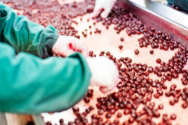 Cerejas ácidas em máquinas de processamento — Fotografia de Stock