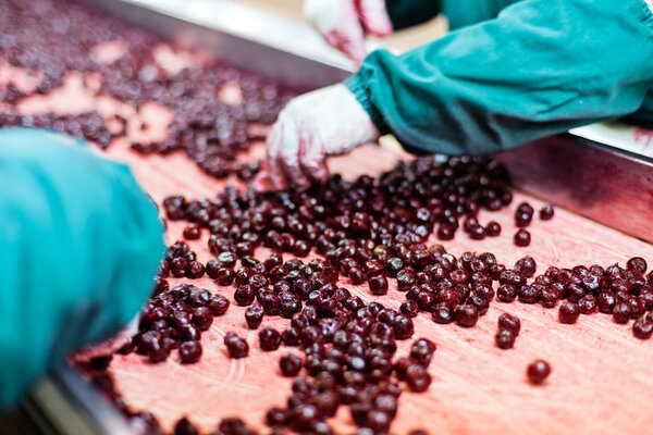 sour cherries in processing machines