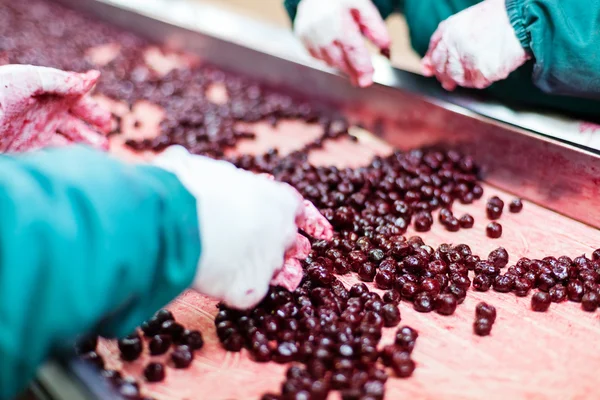 Sour cherries in processing machines — Stock Photo, Image