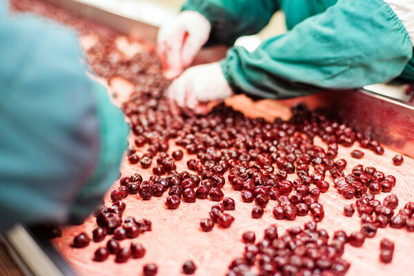 sour cherries in processing machines