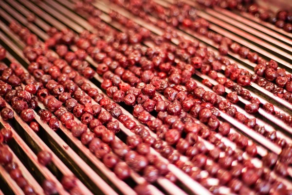 Sour cherries in processing machines — Stock Photo, Image