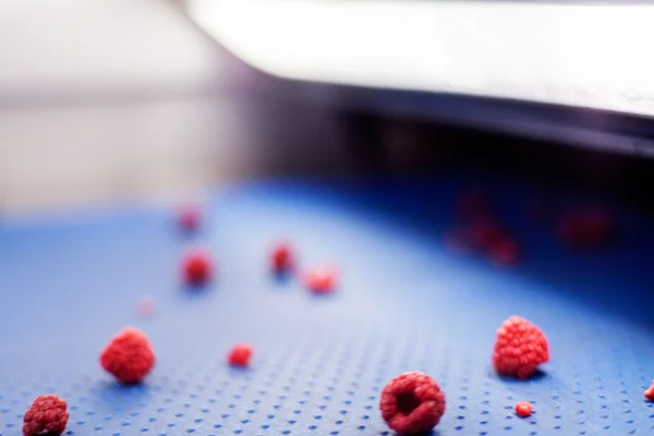 Frozen raspberry processing business — Stock Photo, Image