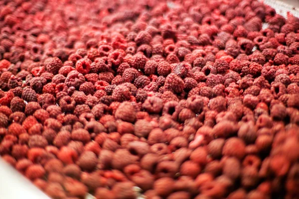 Frozen raspberry processing business — Stock Photo, Image