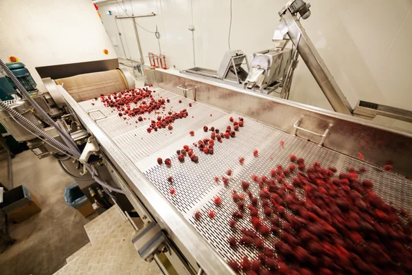 Negócios congelados de processamento de framboesa — Fotografia de Stock