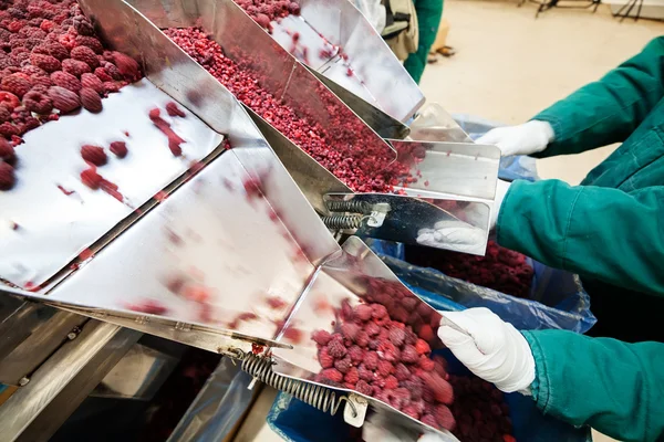 Frozen raspberry processing business — Stock Photo, Image