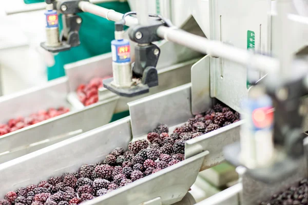 Frozen raspberry processing business — Stock Photo, Image