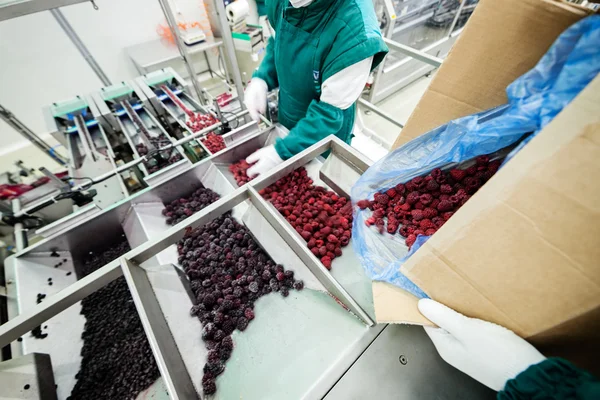 Negócios congelados de processamento de framboesa — Fotografia de Stock