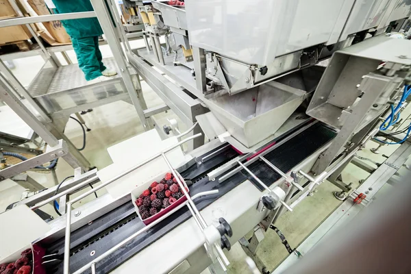 Negócios congelados de processamento de framboesa — Fotografia de Stock