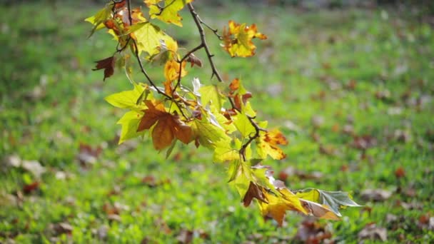 Coloridas hojas verdes y amarillas en la rama del árbol — Vídeos de Stock