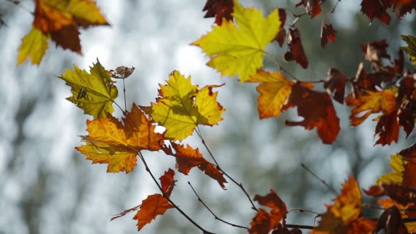 Цветные красные и желтые листья на ветвях деревьев — стоковое видео