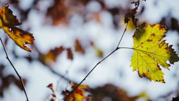 Hojas coloridas rojas y amarillas en la rama del árbol — Vídeos de Stock