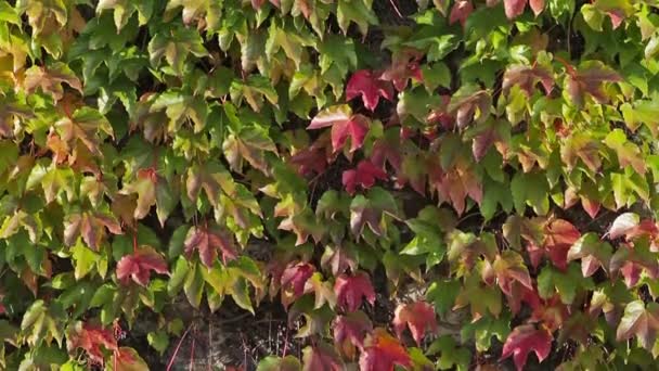 Green and red leaves on outside building wall — Stock Video