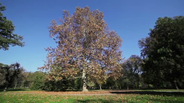 Árbol con hojas naranjas en el día de verano ventoso — Vídeos de Stock