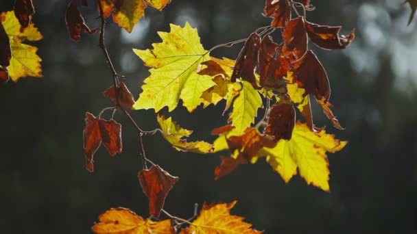 Hojas verdes coloridas en la rama del árbol — Vídeos de Stock