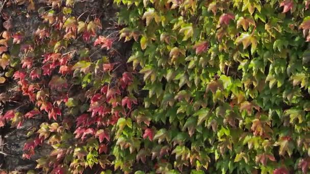 Feuilles vertes et rouges sur le mur extérieur du bâtiment — Video